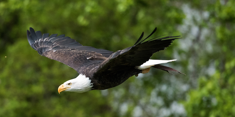 Die Greifvögel fliegen wieder im Tierpark Sababurg